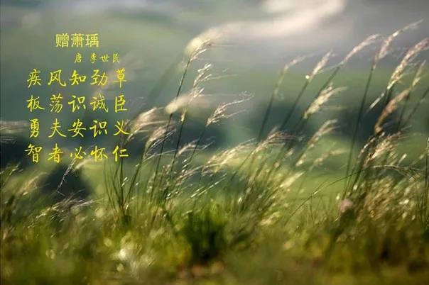 花花牛 | 疾風來臨,你是不是勁草? 花花牛 | 疾風來臨,你是不是勁草?